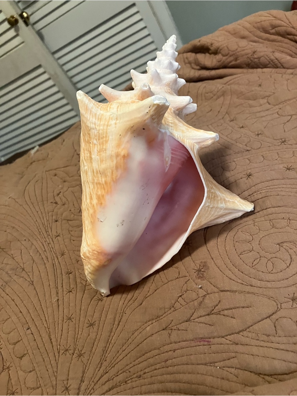 Large Queen Conch Shell - Picture 7 of 8